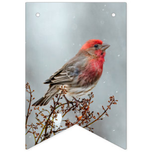 House Finch in Snow - Original Foto Wimpelkette