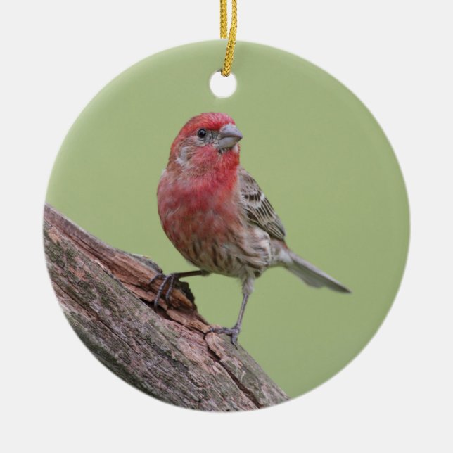 House Finch Keramikornament (Vorne)
