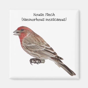 House Finch Magnet