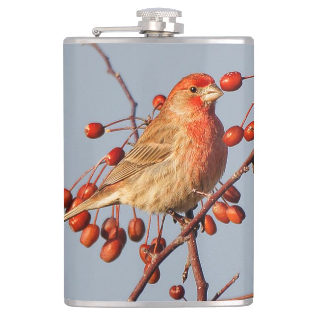 House Finch mit Hawthorn Berries Flachmann (Vorderseite)