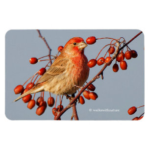 House Finch mit Hawthorn Berries Magnet