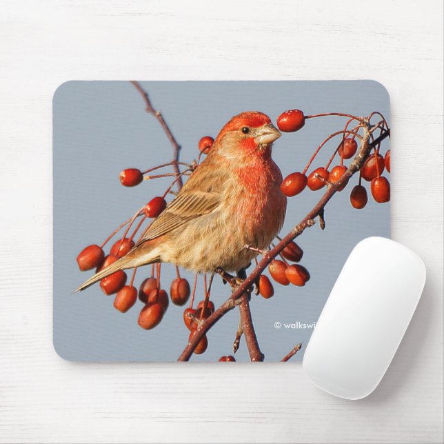 House Finch mit Hawthorn Berries Mousepad (Mit Mouse)