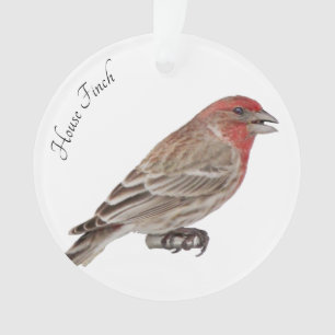 House Finch Ornament