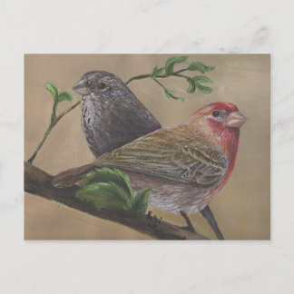 House Finch Pair Postkarte
