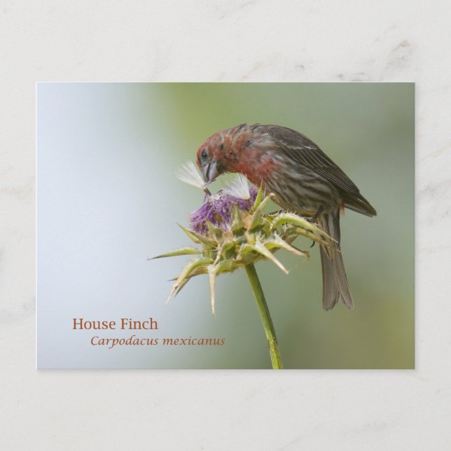 House Finch Postkarte (Vorderseite)