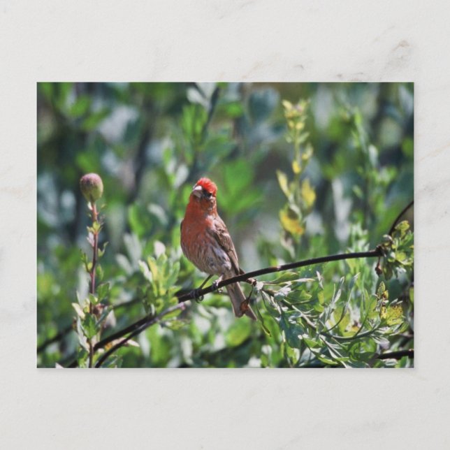 House Finch Postkarte (Vorderseite)