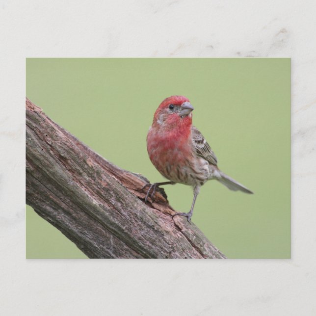 House Finch Postkarte (Vorderseite)