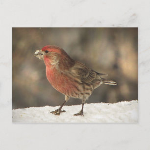 House Finch Postkarte
