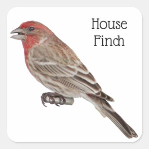 House Finch Quadratischer Aufkleber