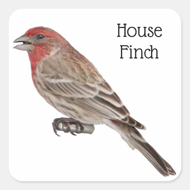 House Finch Quadratischer Aufkleber (Vorderseite)