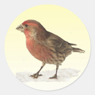 House Finch Runder Aufkleber