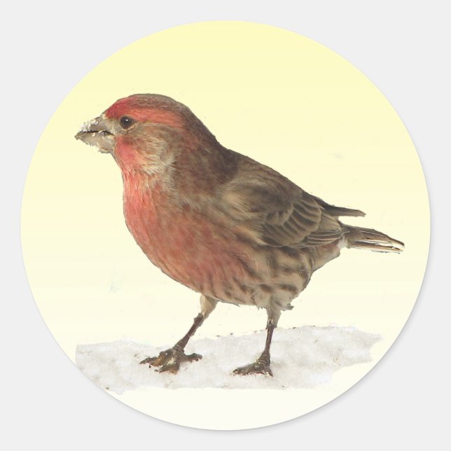 House Finch Runder Aufkleber (Vorderseite)