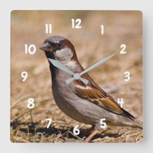 House Sparrow bird Clock Quadratische Wanduhr