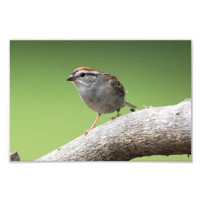 House Sparrow Fotodruck (Vorne)