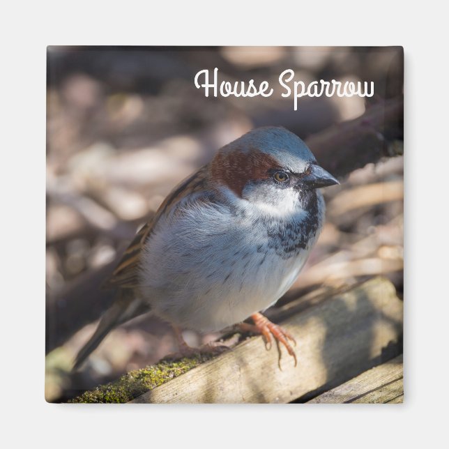 House Sparrow Magnet (Vorne)