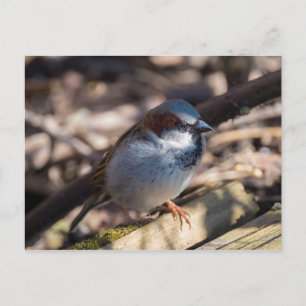 House Sparrow Postkarte