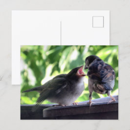 House Sparrow Vater Füttre Teaching Baby Postkarte