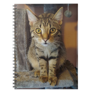 House Tiger Notizblock