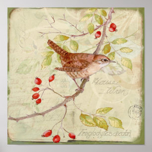 House Wren Collage Poster