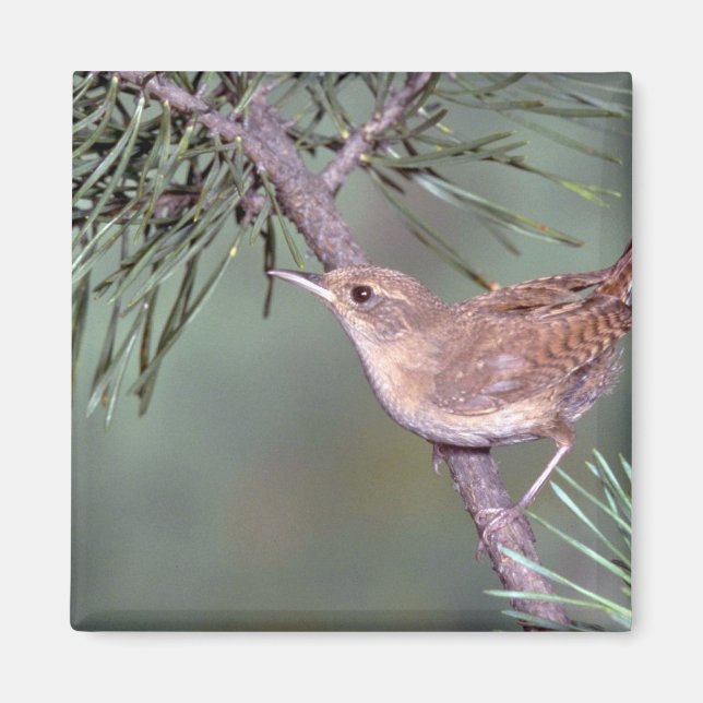 House Wren Magnet (Vorne)