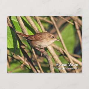 House Wren Postcard Postkarte