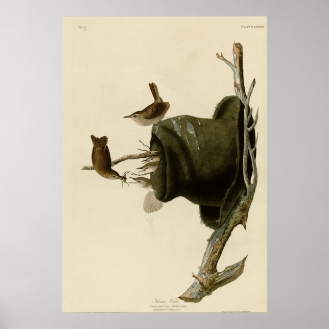 House Wren Poster (Vorne)