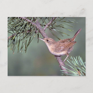 House Wren Postkarte