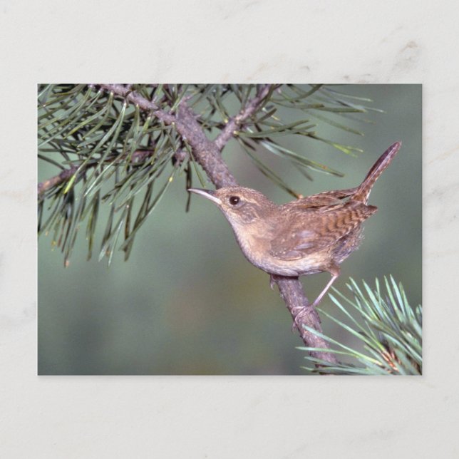 House Wren Postkarte (Vorderseite)