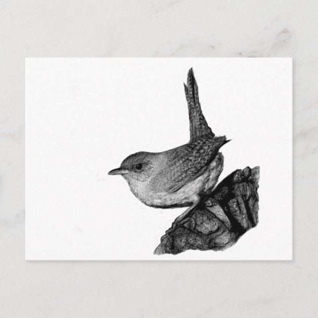 House Wren Postkarte (Vorderseite)