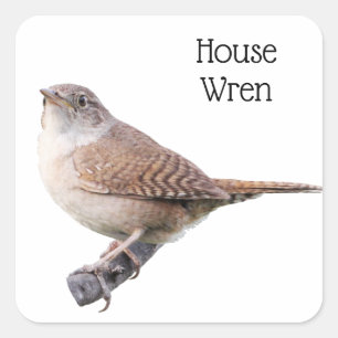 House Wren Quadratischer Aufkleber