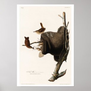 House Wren von Audubon Poster