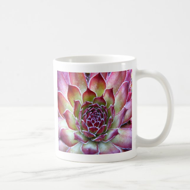 houseleek kaffeetasse (Rechts)