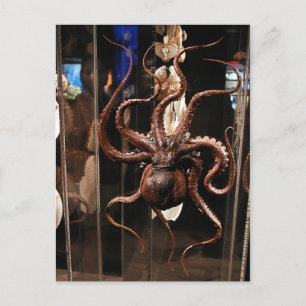 Houston Museum of Natural Science Postcard Postkarte