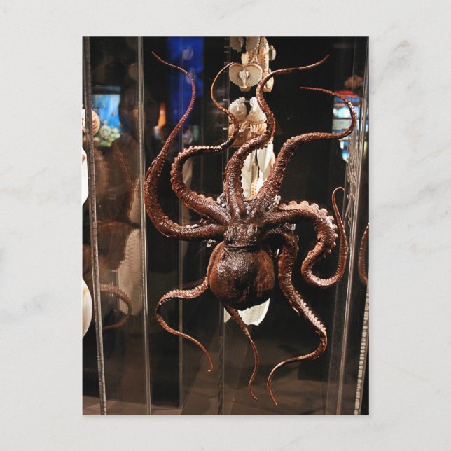 Houston Museum of Natural Science Postcard Postkarte (Vorderseite)