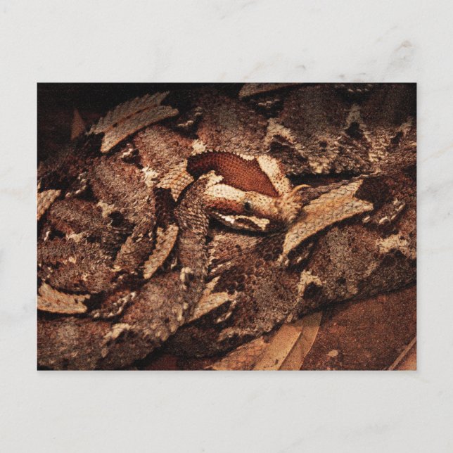 Houston Zoo Postkarte (Vorderseite)