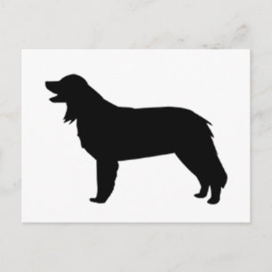 Hovawart-Silhouette Postkarte