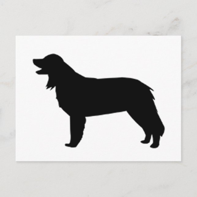 Hovawart-Silhouette Postkarte (Vorderseite)