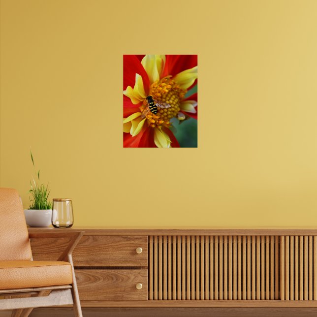 Hover Fly auf Collarette Dahlia Fotografy Poster (Wohnzimmer 2)