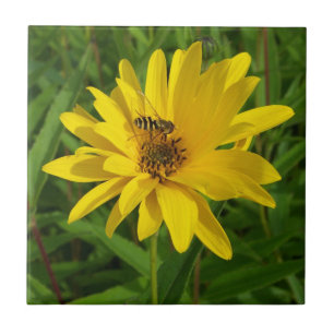 Hover Fly auf einem gelben Chrysanthemum Fliese