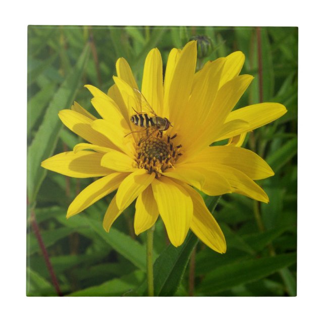 Hover Fly auf einem gelben Chrysanthemum Fliese (Vorderseite)