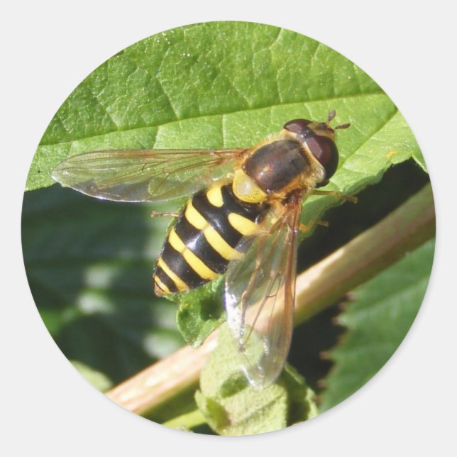 Hover Fly ~ Aufkleber (Vorderseite)