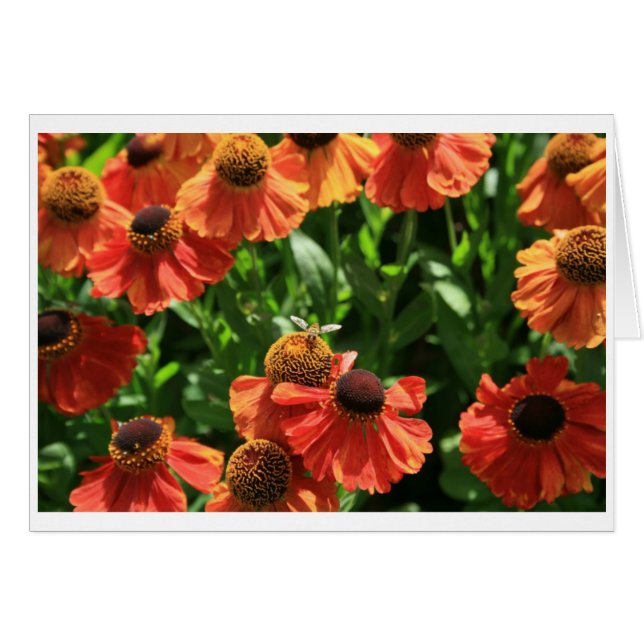 Hoverfly (Vorderseite (Horizontal))