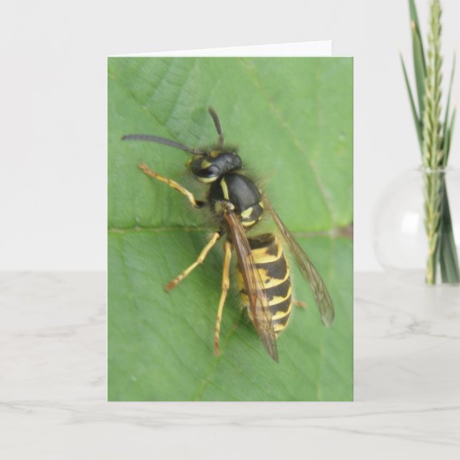 Hoverfly auf der linken Grußkarte Karte (Vorderseite)