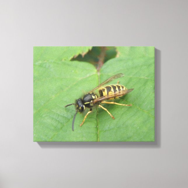 Hoverfly auf der linken Leinwand (Vorderseite)