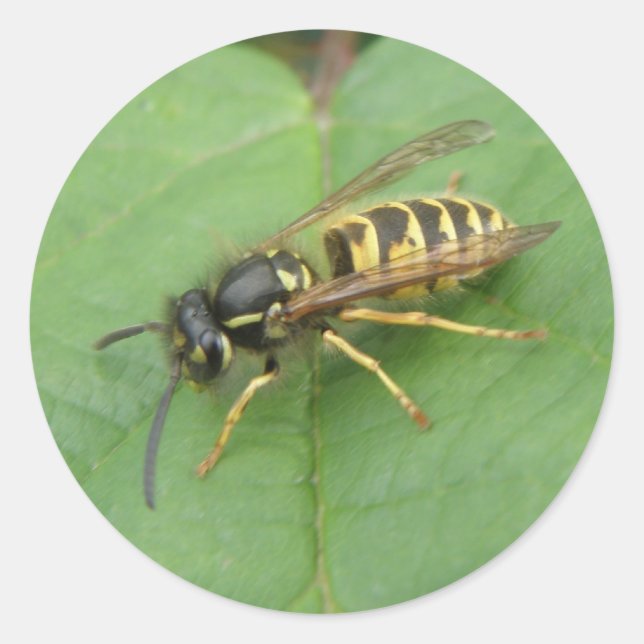 Hoverfly auf einem Bleisticker Runder Aufkleber (Vorderseite)