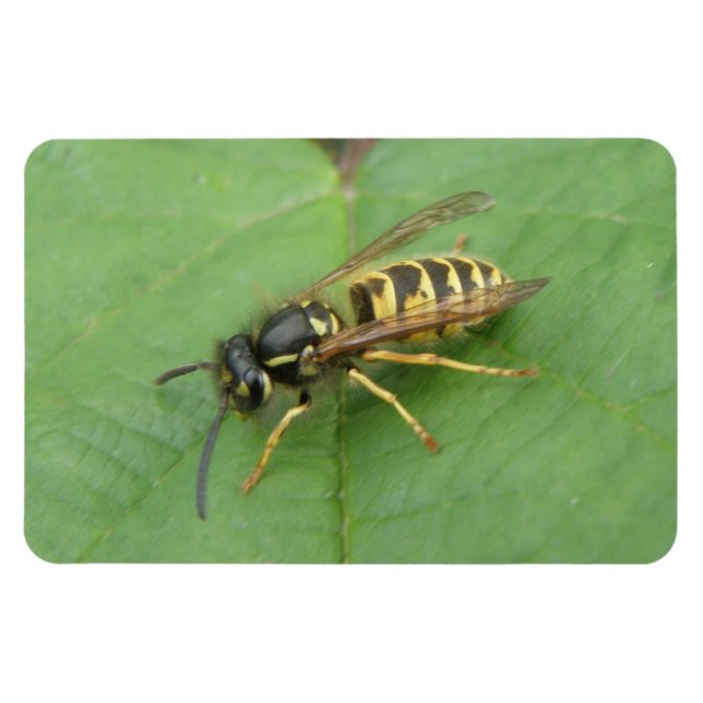 Hoverfly auf einem Leaf Premium Magnet (Horizontal)