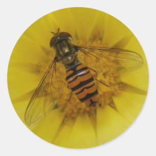Hoverfly auf einem Marigold-Sticker Runder Aufkleber