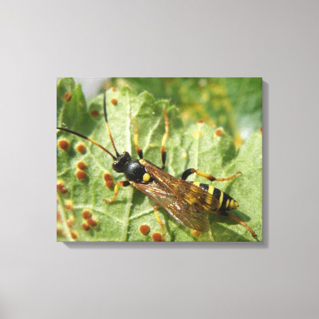 Hoverfly Canvas Print Leinwanddruck (Vorderseite)
