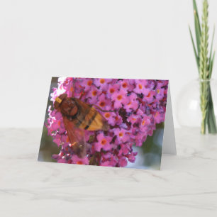 Hoverfly-Grußkarte Karte