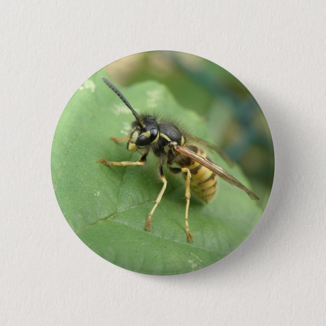 Hoverfly-Macintosh Button (Vorderseite)